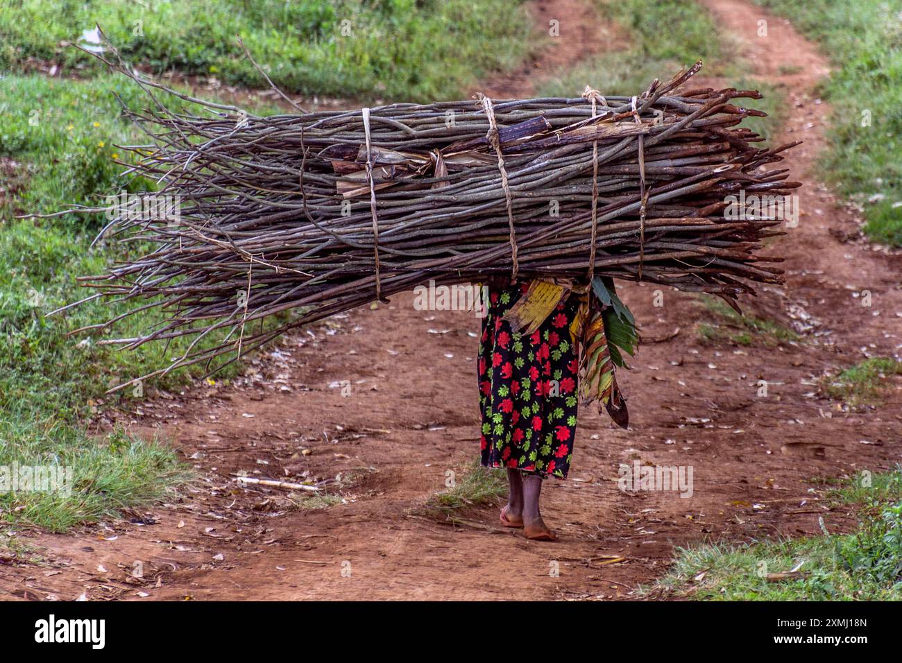 Femme locale portant un bouquet de bois de chauffage près du mont Elgon, Ouganda Banque D'Images