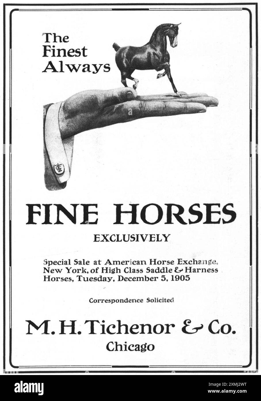 1905 M.H. Tichenor beaux chevaux ad Banque D'Images