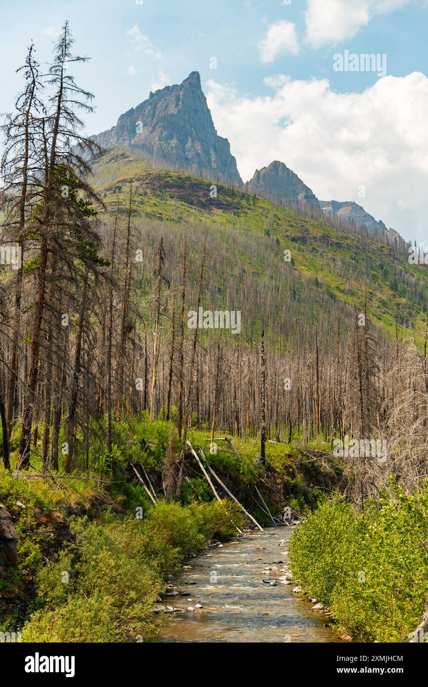 Anderson Peak dans le parc national de Waterton, Alberta pendant l'été avec de belles vues estivales, lit de crique clair immaculé avec magnifique pic en vue. Banque D'Images