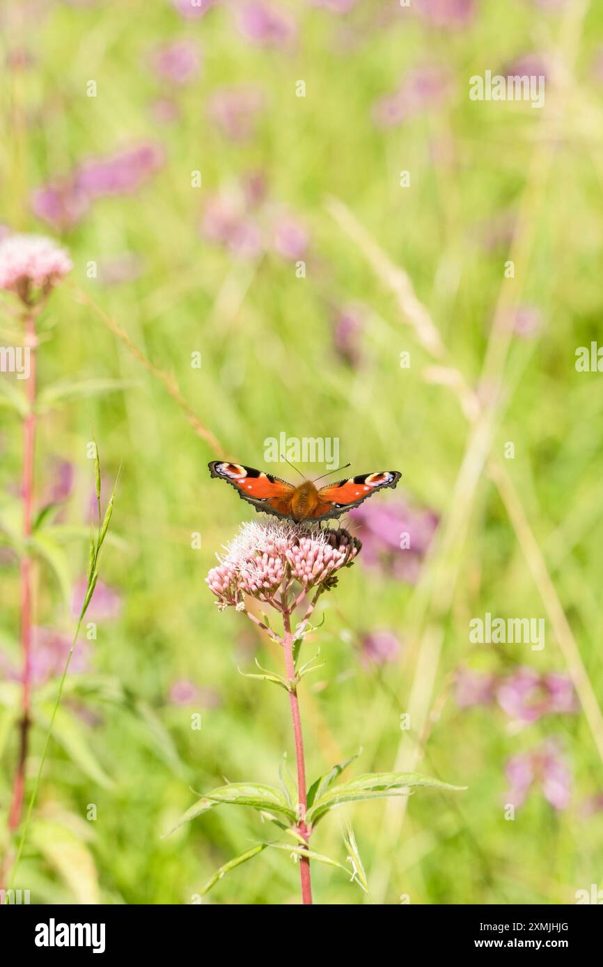 Papillon Peacock (Inachis io) reposant sur chanvre-agrimony Woollhope Herefordshire Angleterre Royaume-Uni. Juillet 2024 Banque D'Images