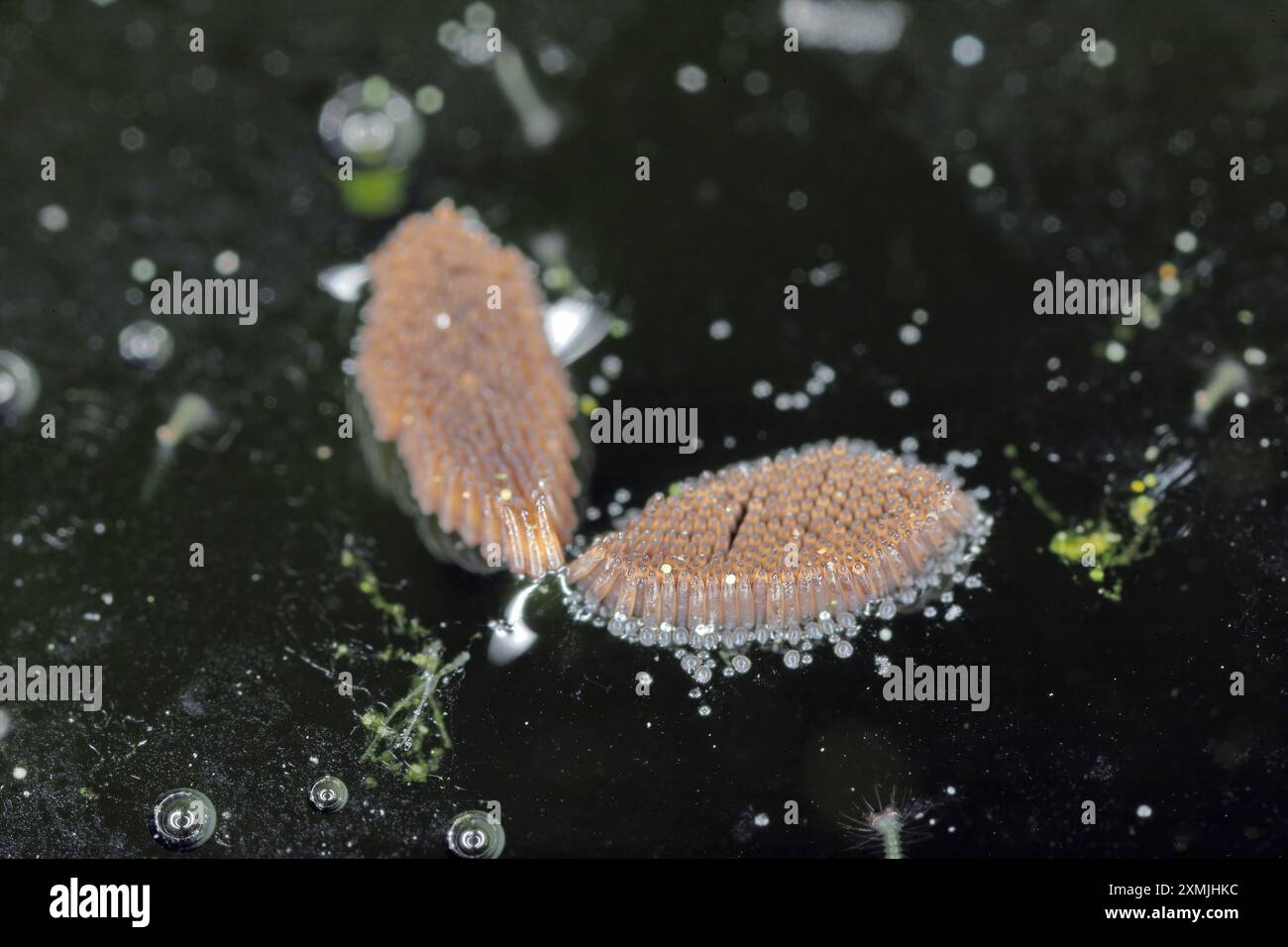 Gros plan les œufs de moustiques éclosent dans l'eau. Banque D'Images