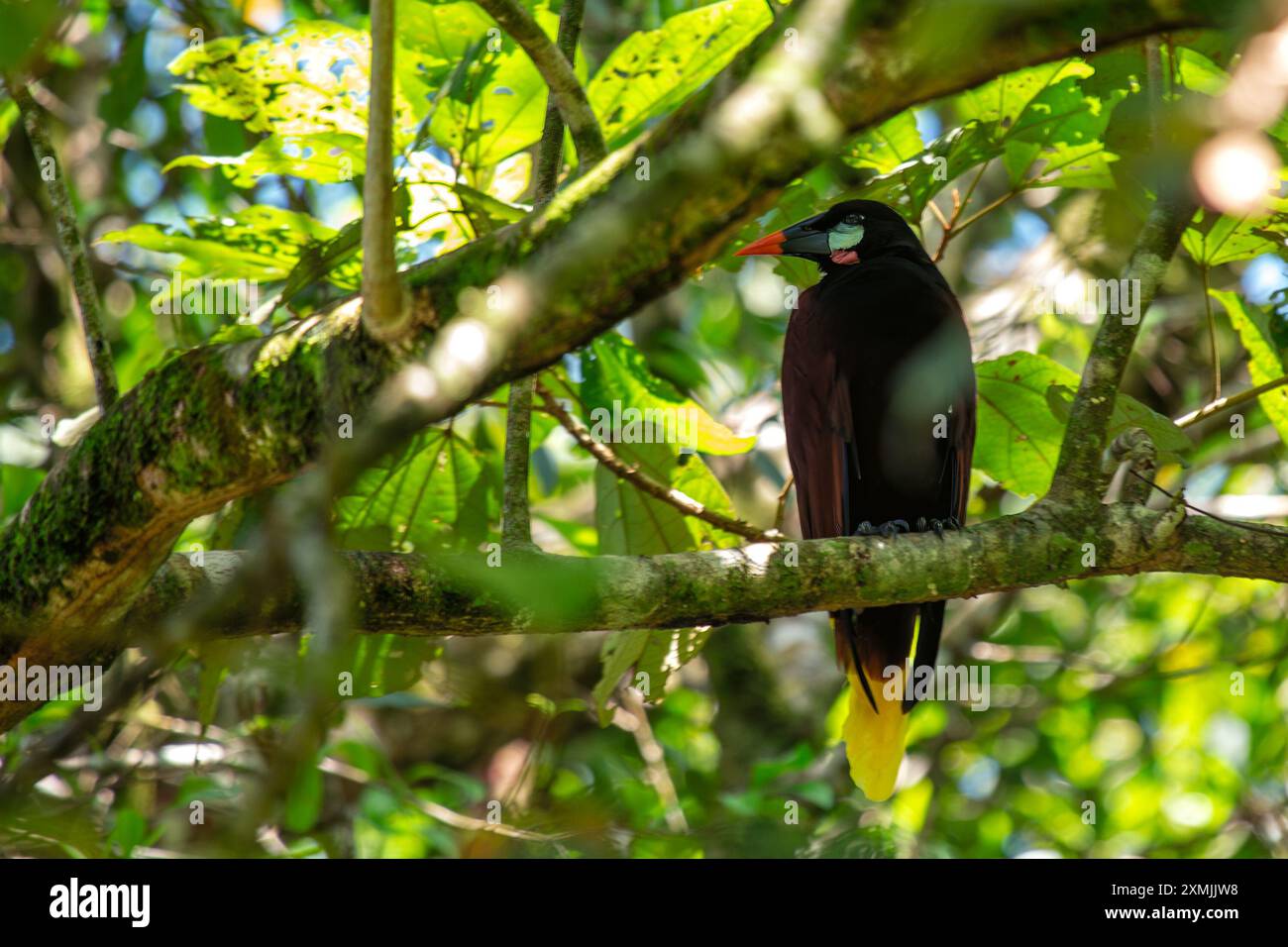 Un Montezuma oropendola a été repéré. Cet oiseau frappant, connu pour ses couleurs vives et son appel distinctif, se trouve couramment dans les forêts de plaine de Banque D'Images