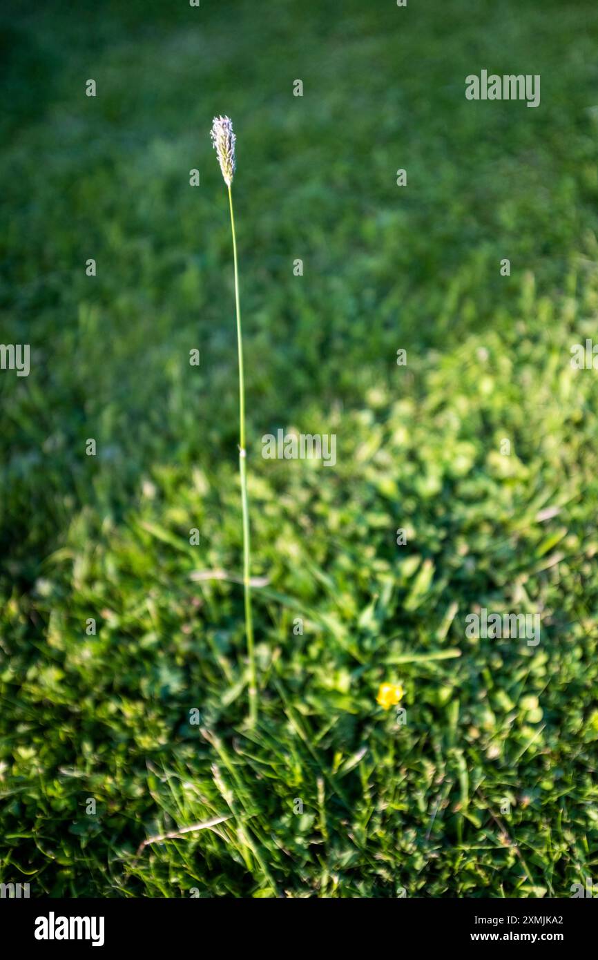 survie d'une plante herbacée unique sur une pelouse Banque D'Images
