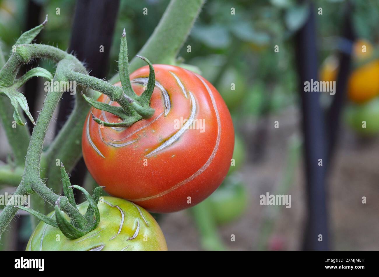 Craquage des tomates dû à un arrosage irrégulier. Grosse tomate rouge mûre avec peau craquelée. Fissures radiales. Banque D'Images