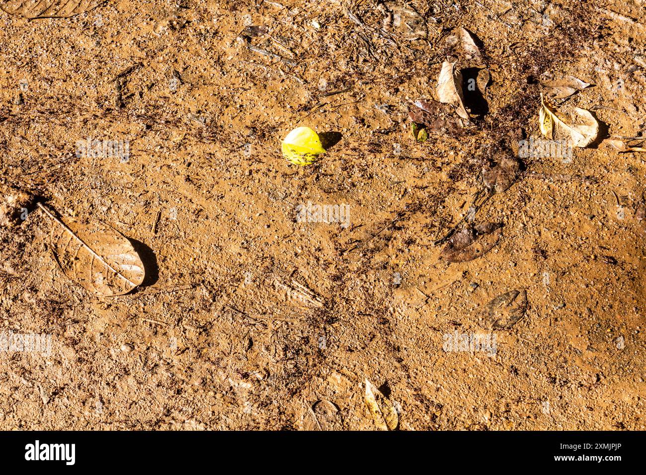 Sentiers fourmis dans les jardins botaniques d'Entebbe, Ouganda Banque D'Images