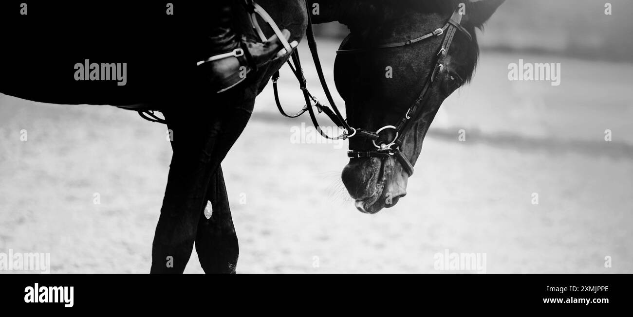 Une photo en noir et blanc d'un cheval sombre, avec une bride autour de son museau, et un cavalier assis sur la selle. L'image montre l'équitation. Banque D'Images