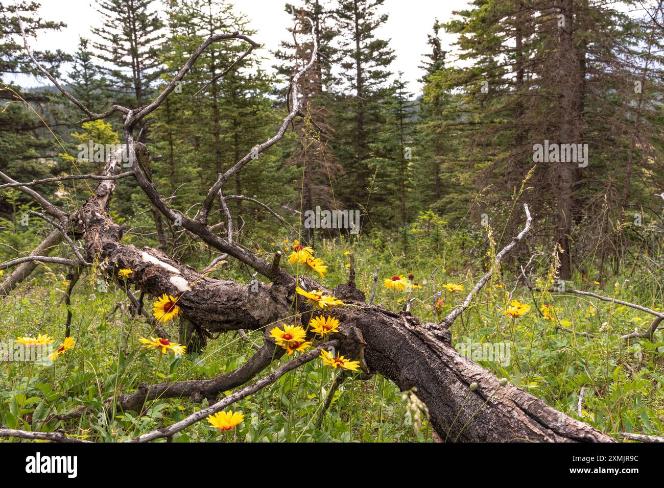 Rudbeckia triloba, susan aux yeux bruns vu dans le parc national de Banff pendant l'été avec des morts, tombés sur un arbre dans la région sauvage. Banque D'Images