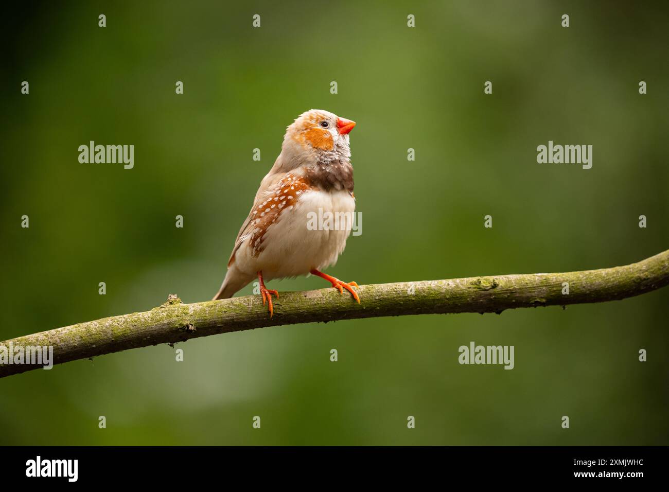 Finnois zébrés (Taeniopygia guttata) oiseau mâle assis sur une branche d'arbre. Banque D'Images