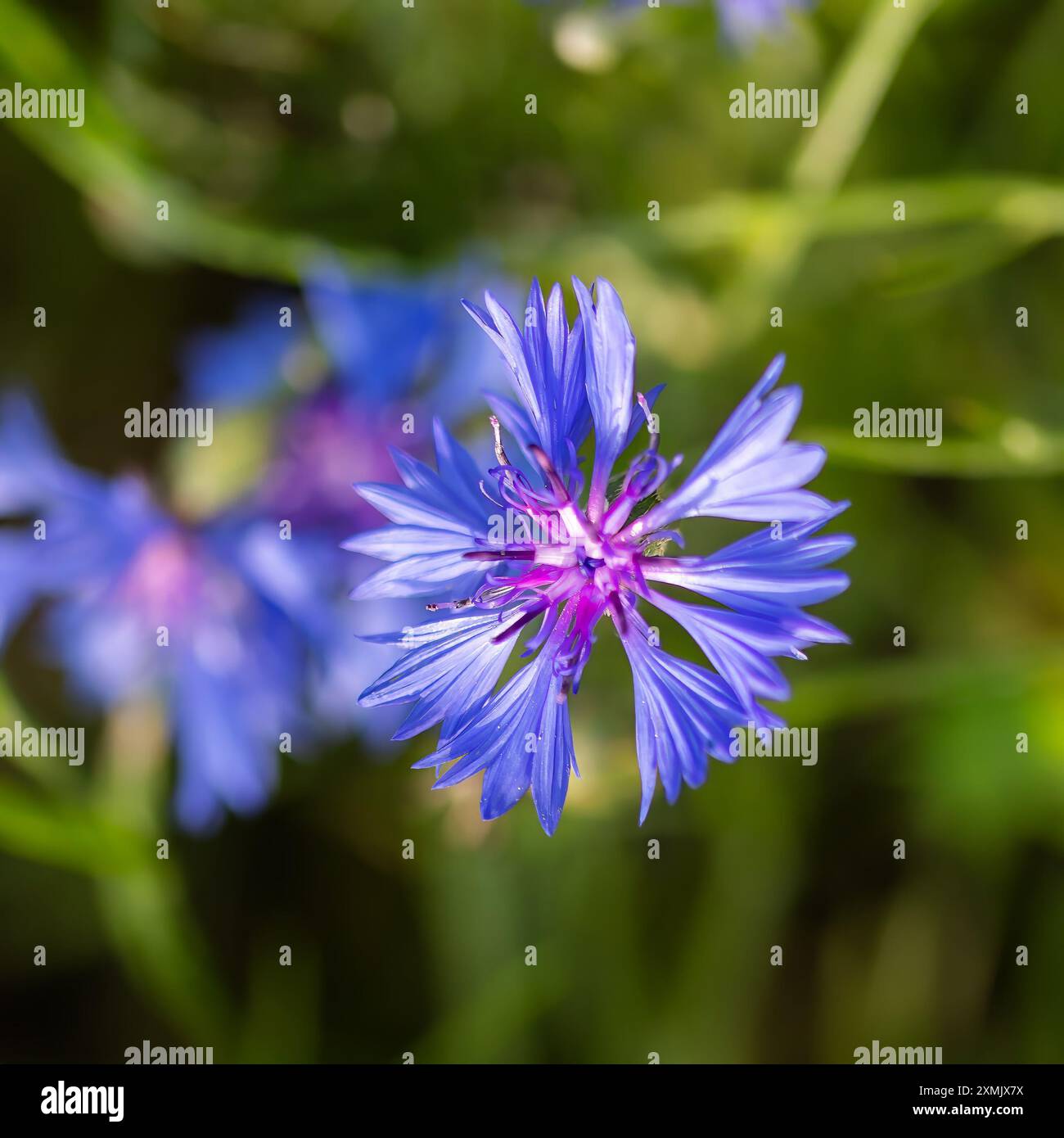 bleuet fleuri sur fond flou Banque D'Images
