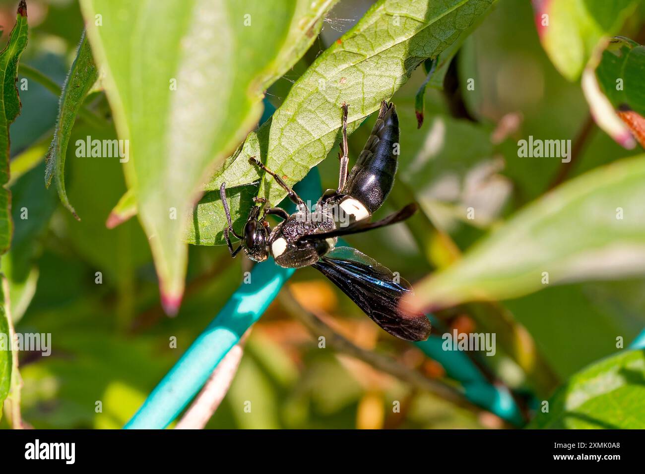 Guêpe mason à quatre dents - Monobia quadridens Banque D'Images