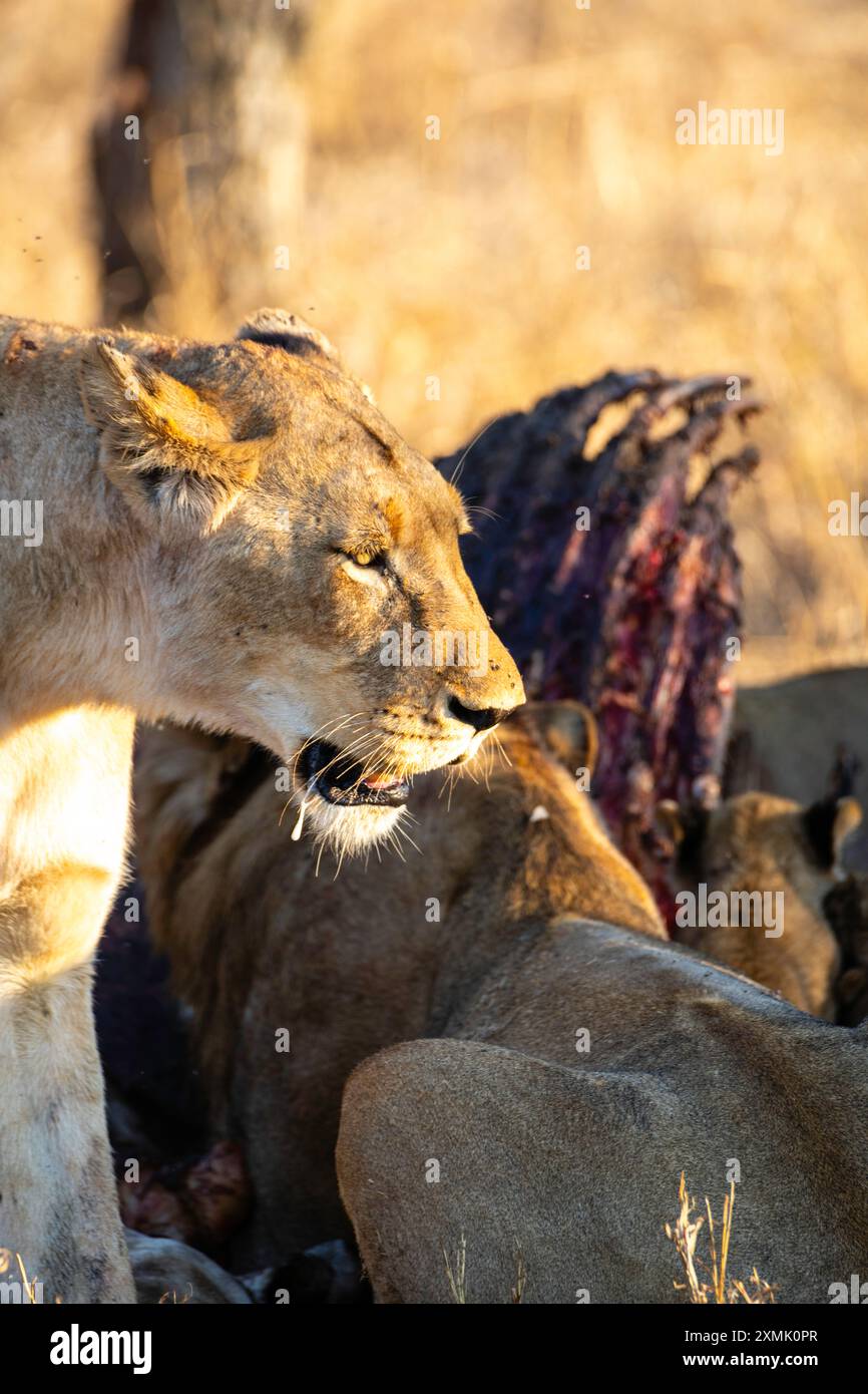 Photographie d'une lionne (Panthera leo leo) se nourrissant d'une carcasse de girafe ; réserve naturelle de Timbavati, Limpopo, Afrique du Sud. Banque D'Images