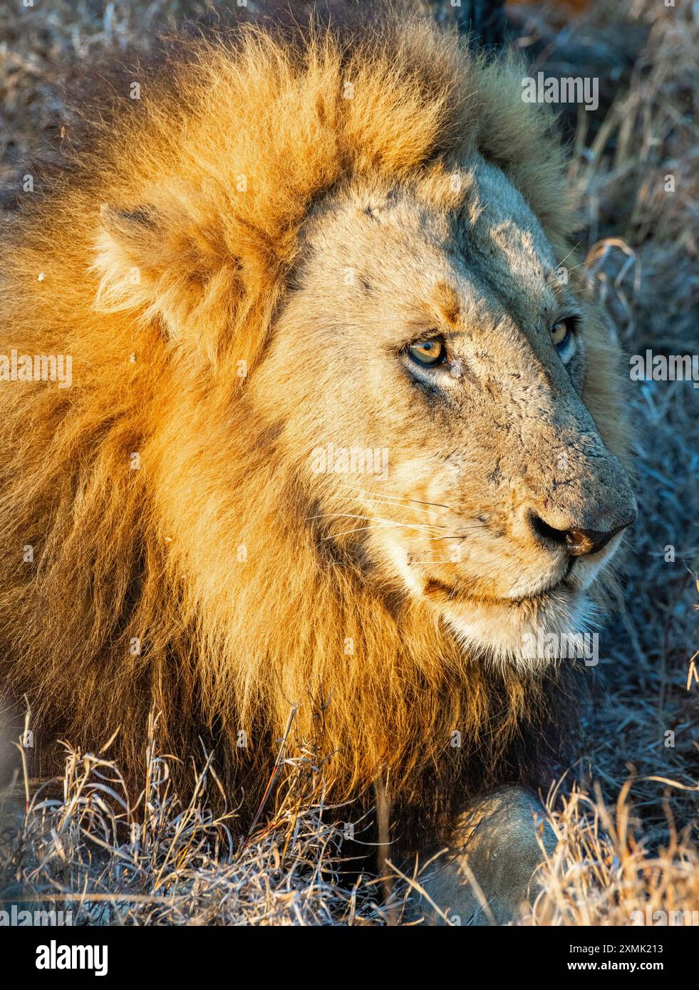 Photographie d'un lion mâle (Panthera leo leo) ; réserve naturelle de Timbavati, Limpopo, Afrique du Sud. Banque D'Images