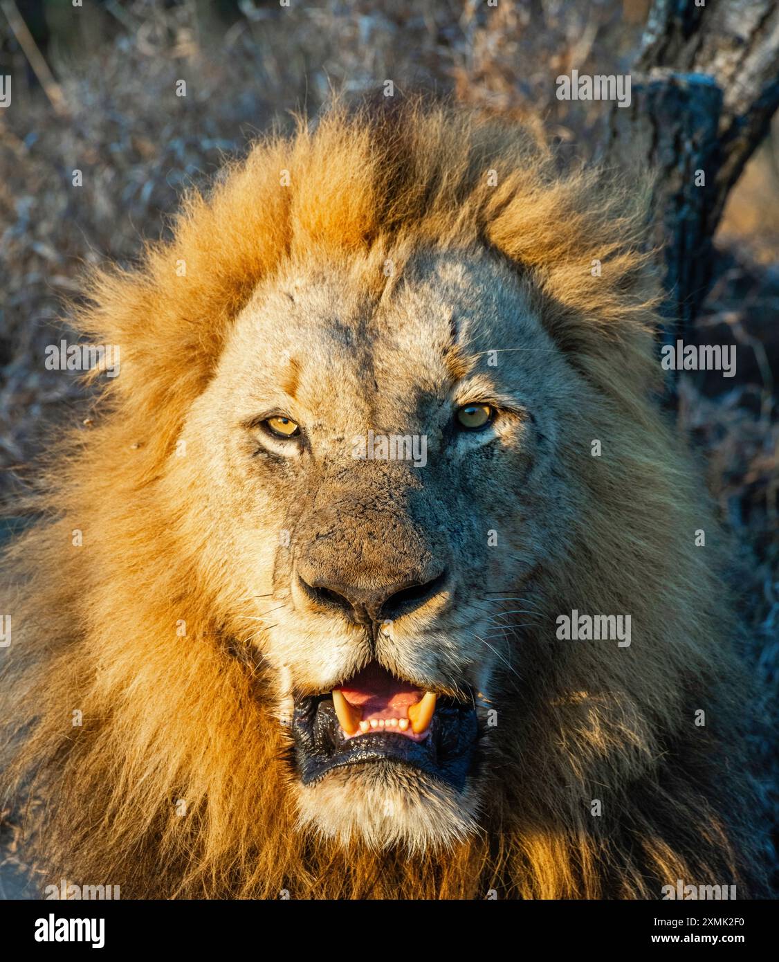 Photographie d'un lion mâle (Panthera leo leo) ; réserve naturelle de Timbavati, Limpopo, Afrique du Sud. Banque D'Images