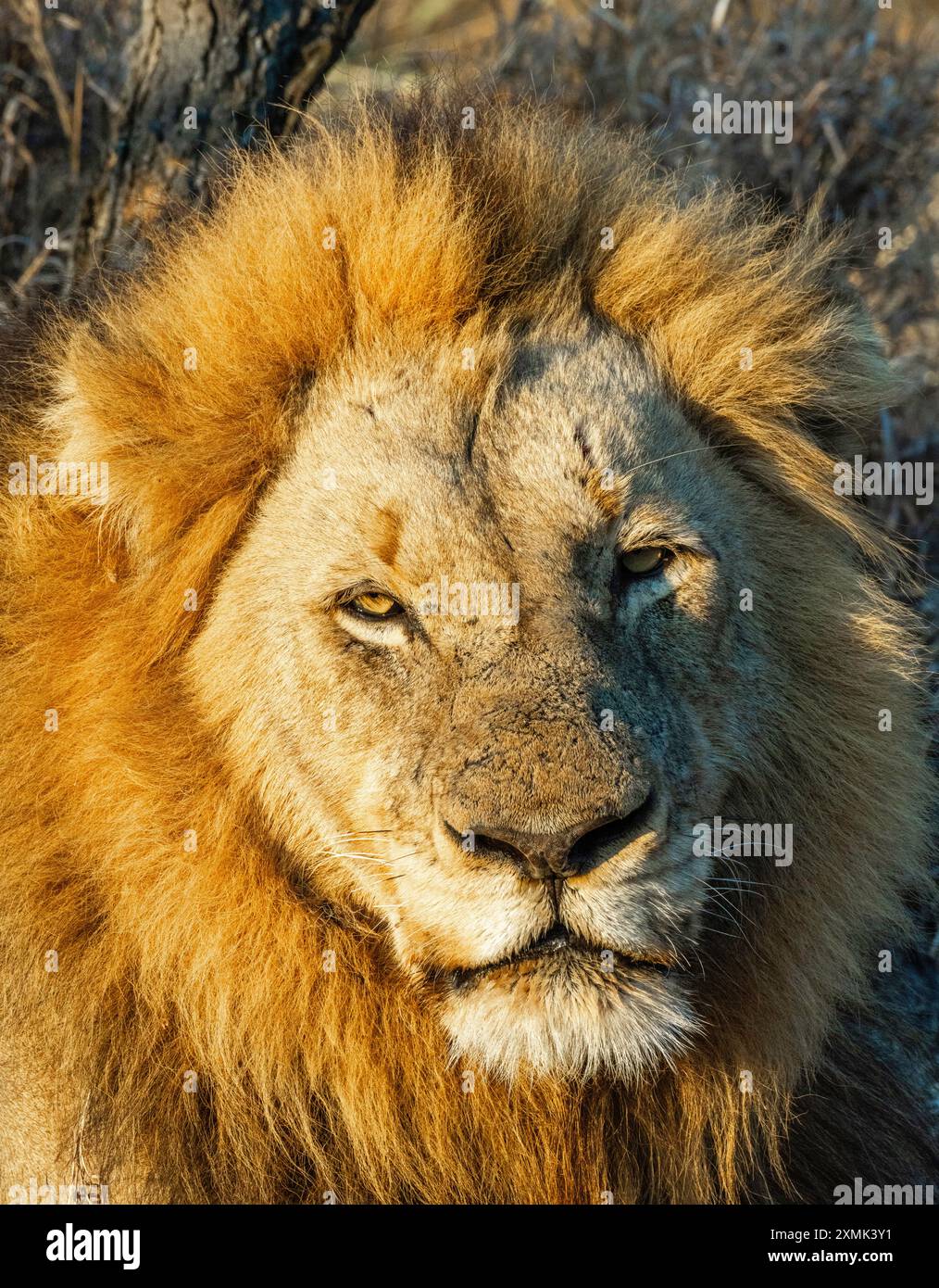 Photographie d'un lion mâle (Panthera leo leo) ; réserve naturelle de Timbavati, Limpopo, Afrique du Sud. Banque D'Images