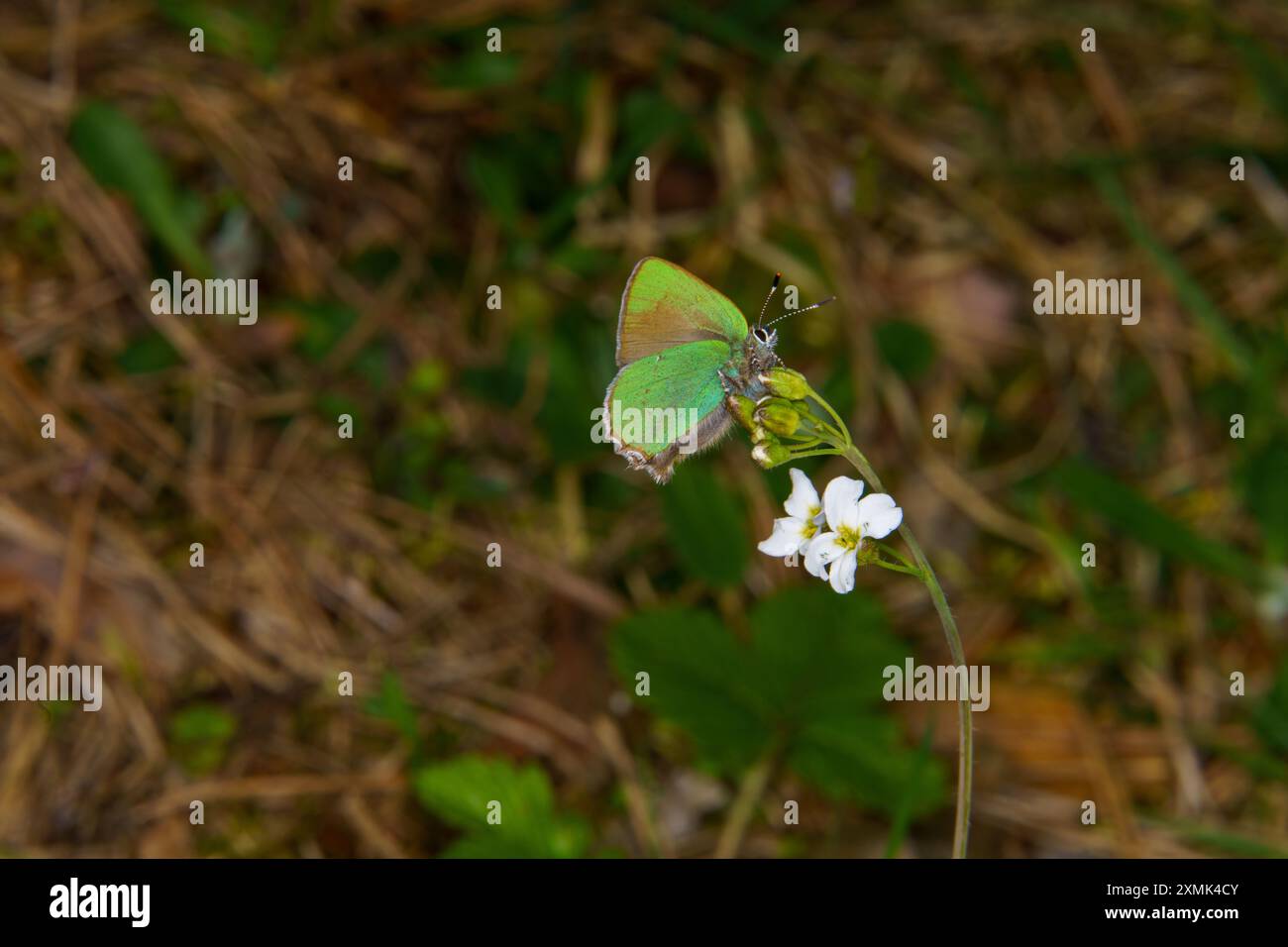 Callophrys rubi famille Lycaenidae genre Callophrys Green hairstreak papillon nature sauvage photographie d'insectes, image, papier peint Banque D'Images