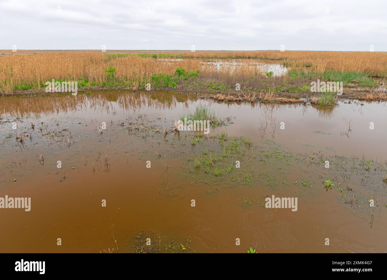 Journée nuageuse dans une zone humide du Texas dans la réserve naturelle nationale d'Anahuac au Texas Banque D'Images