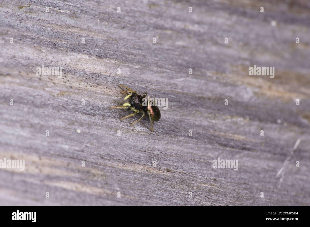 Heliophanus auratus famille Salticidae genre Heliophanus Spider sauter nature sauvage photographie d'insectes, image, papier peint Banque D'Images