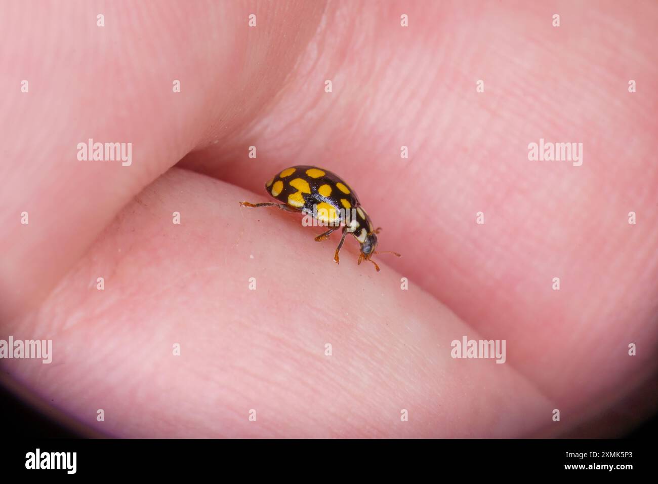 Sospita vigintiguttata famille Coccinellidae genre Sospita Ladybird insecte nature sauvage photographie, image, papier peint Banque D'Images