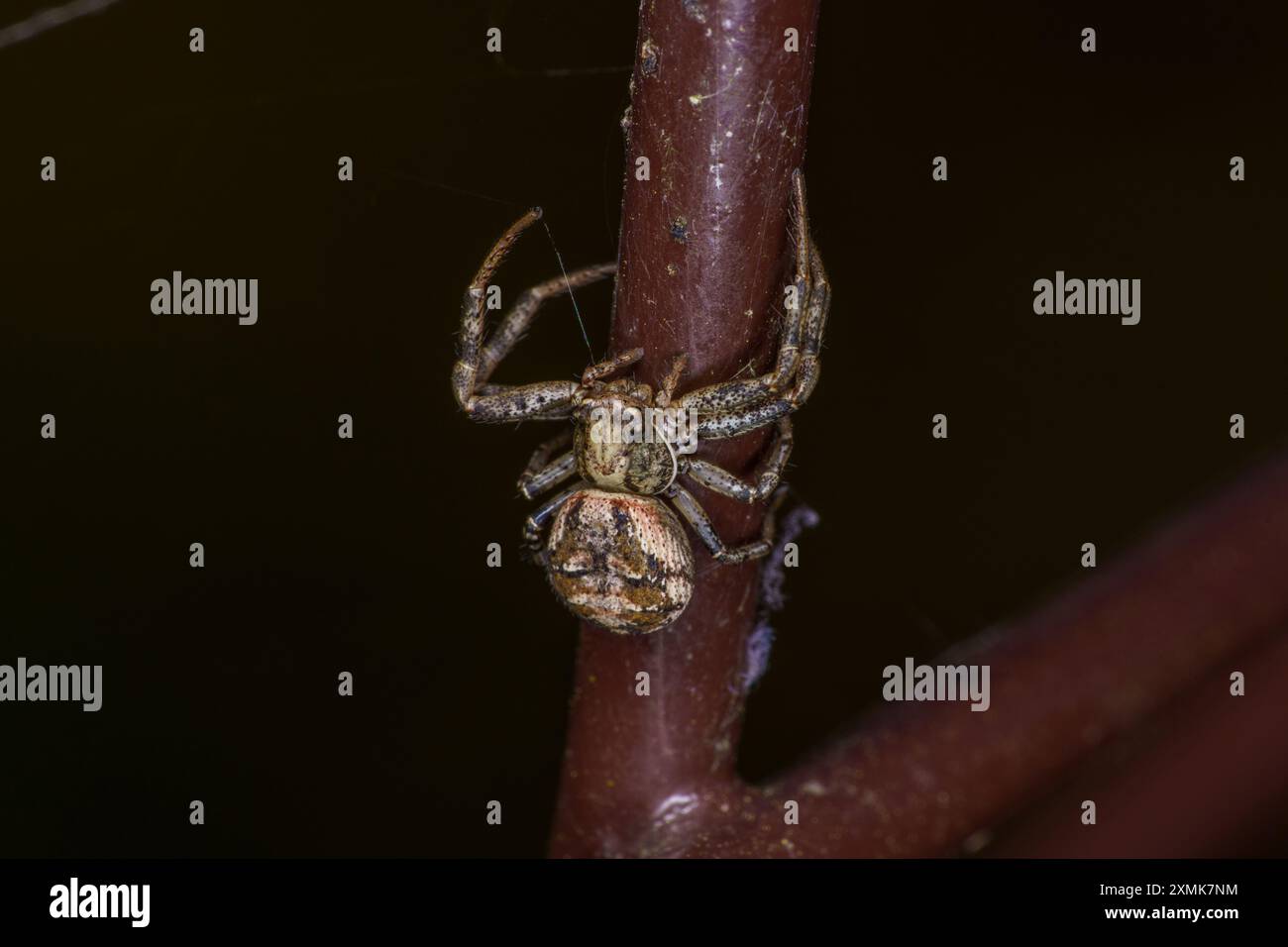 Xysticus cristatus famille Thomisidae genre Xysticus crabe commun araignée nature sauvage photographie, image, papier peint Banque D'Images