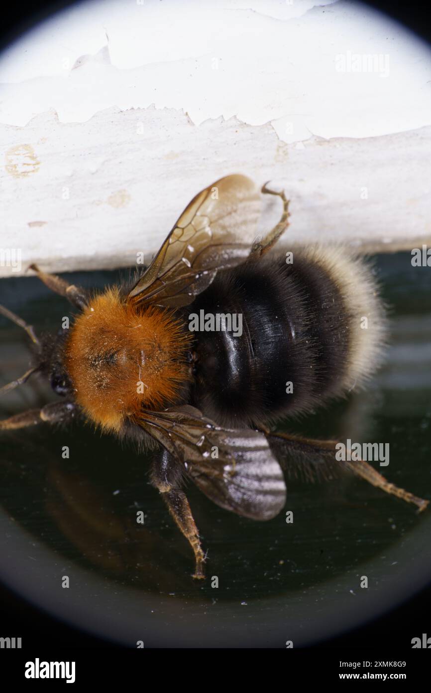 Bombus hypnorum Family Apidae genus Bombus Tree Bumblebee Nouveau jardin Bumblebee nature sauvage photographie d'insectes, image, papier peint Banque D'Images