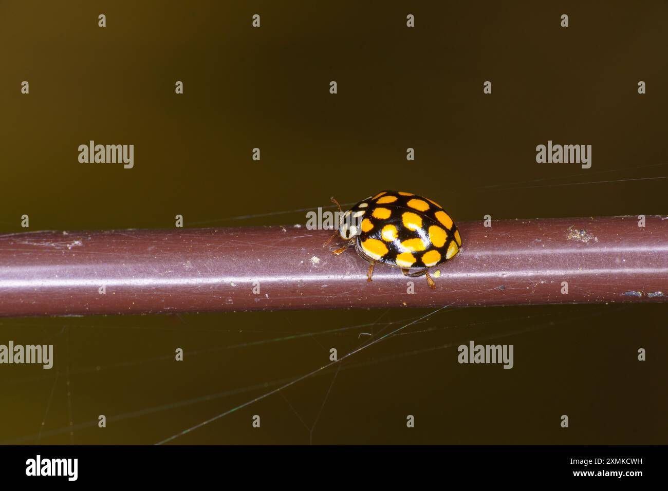 Sospita vigintiguttata famille Coccinellidae genre Sospita Ladybird insecte nature sauvage photographie, image, papier peint Banque D'Images