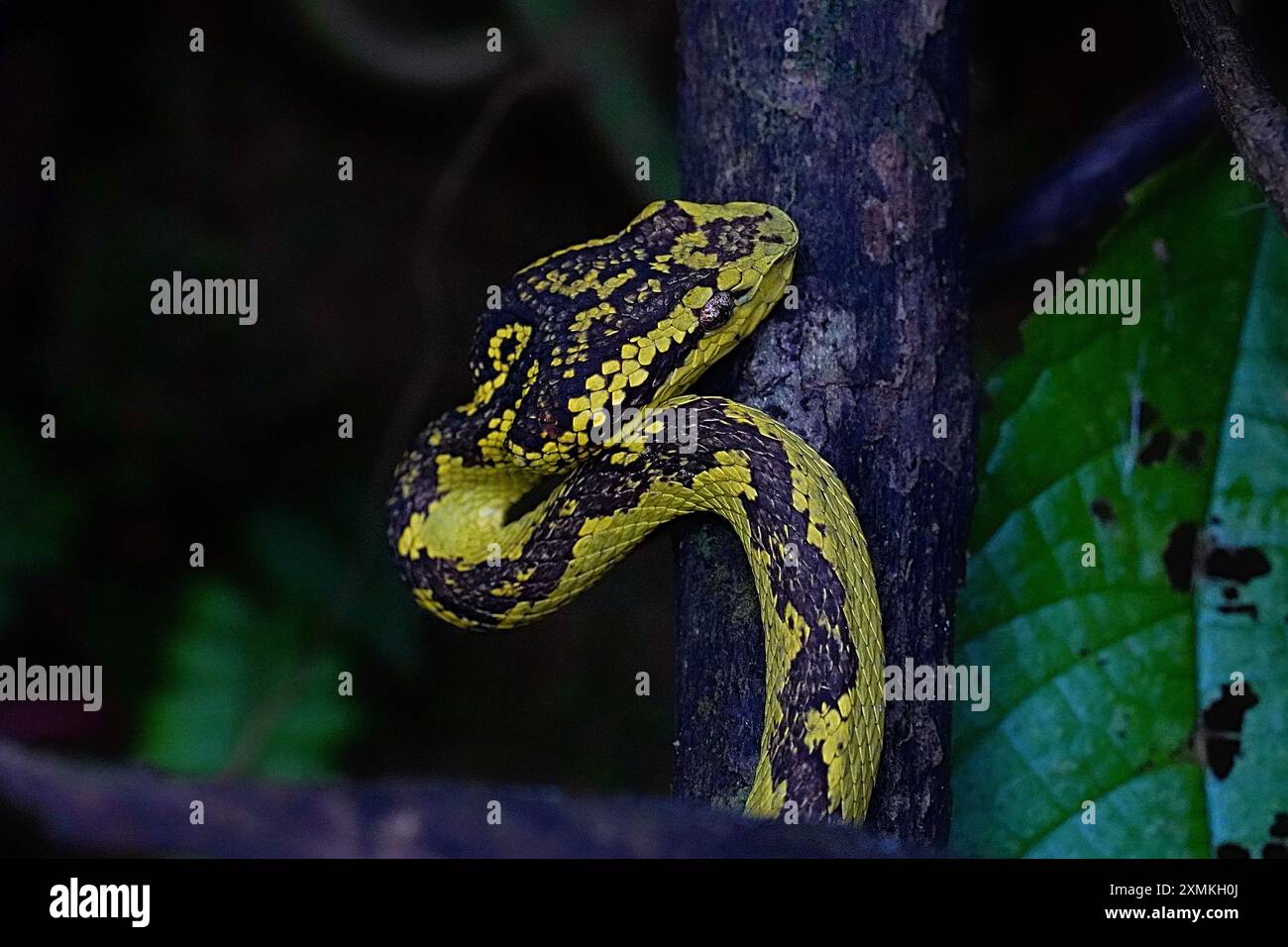 Malabar Pit Viper Banque D'Images