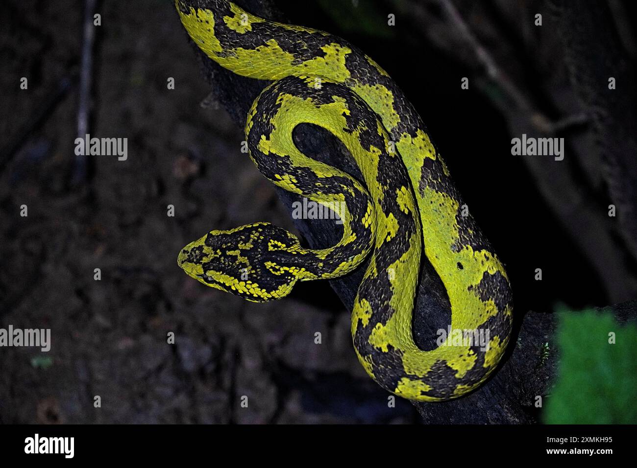 Malabar Pit Viper Banque D'Images