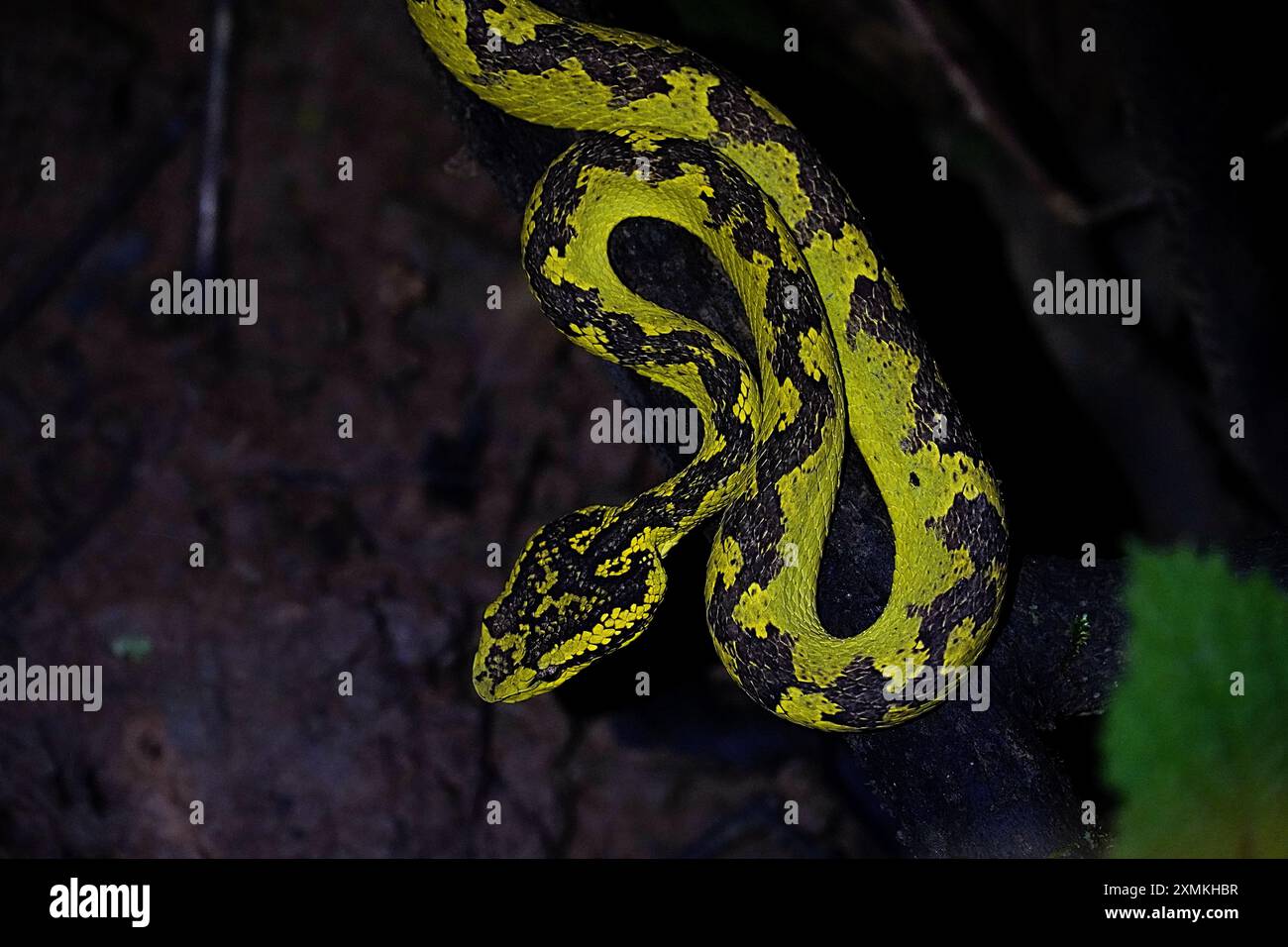 Malabar Pit Viper Banque D'Images