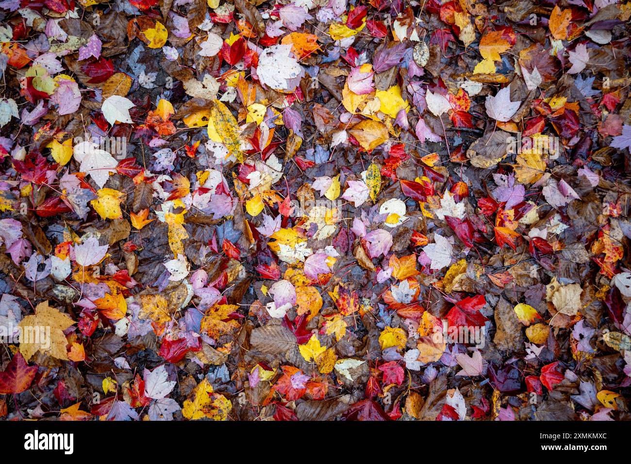 Patch de feuilles de différentes couleurs sur le sol pendant la saison d'automne. Banque D'Images