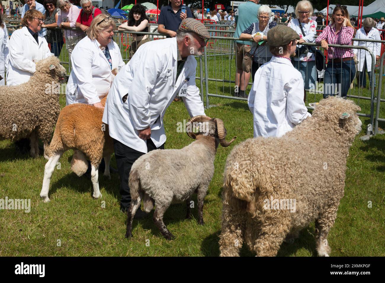 Farm Animals Sheep Judging Competition au salon annuel de Driffield Agricultural Society East Yorkshire UK 2024 Banque D'Images