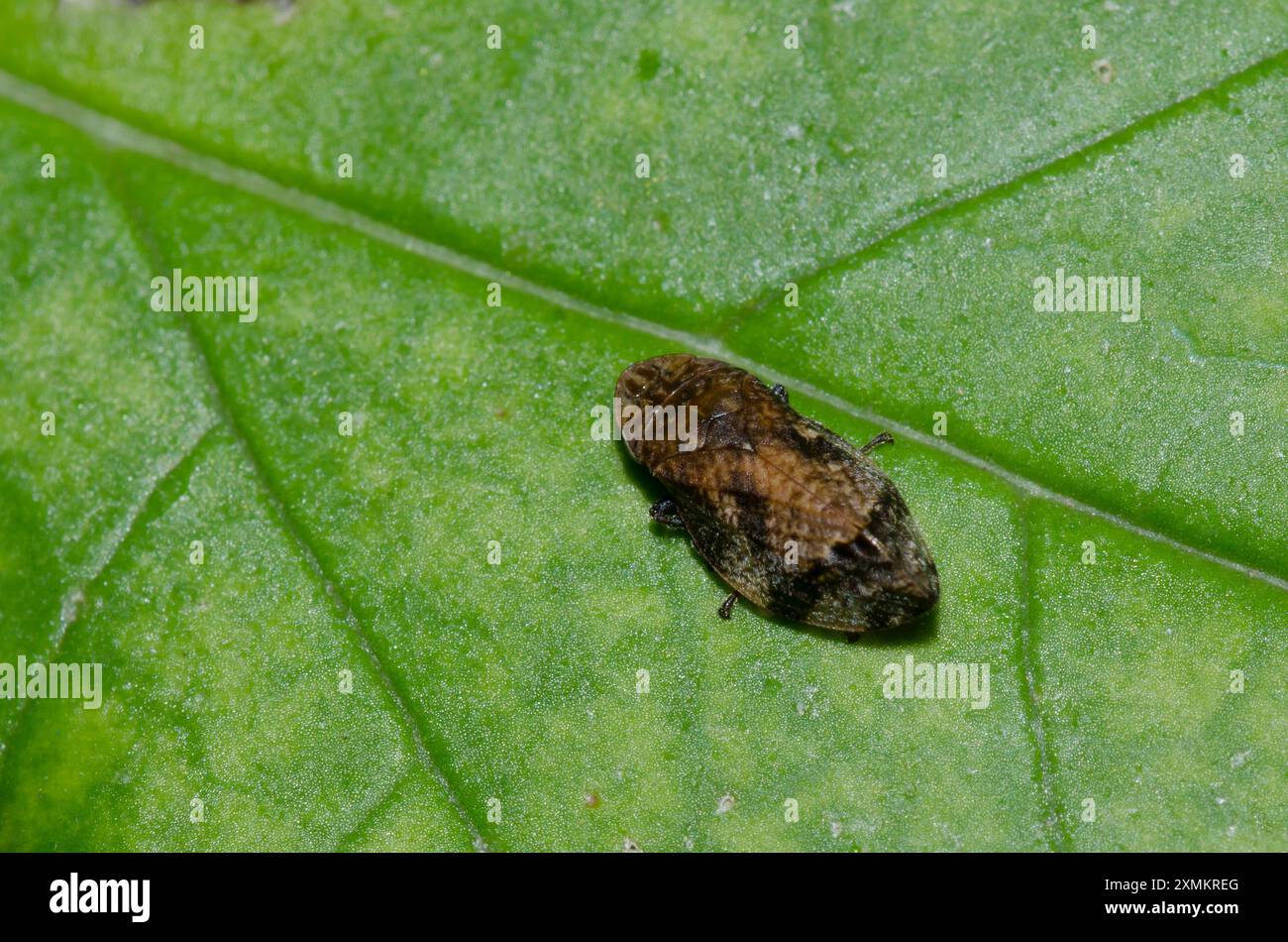 DiDiamondback Spittlebug, Lepyronia quadrangularis Banque D'Images