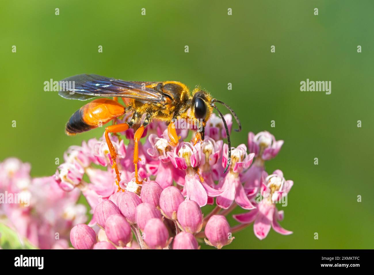 Une grande guêpe de creuseur doré mangeant des fleurs roses d'aspiade des marais. Fond vert pâle Banque D'Images