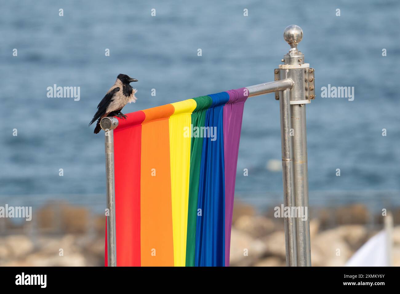Un corbeau à capuche se perche sur un grand drapeau de fierté près de Hilton Beach à tel Aviv, Israël Banque D'Images