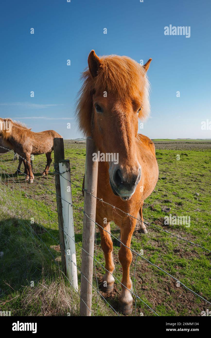 Cheval islandais avec épaisse Mane dans Grassy Field sous Clear Blue Sky Banque D'Images