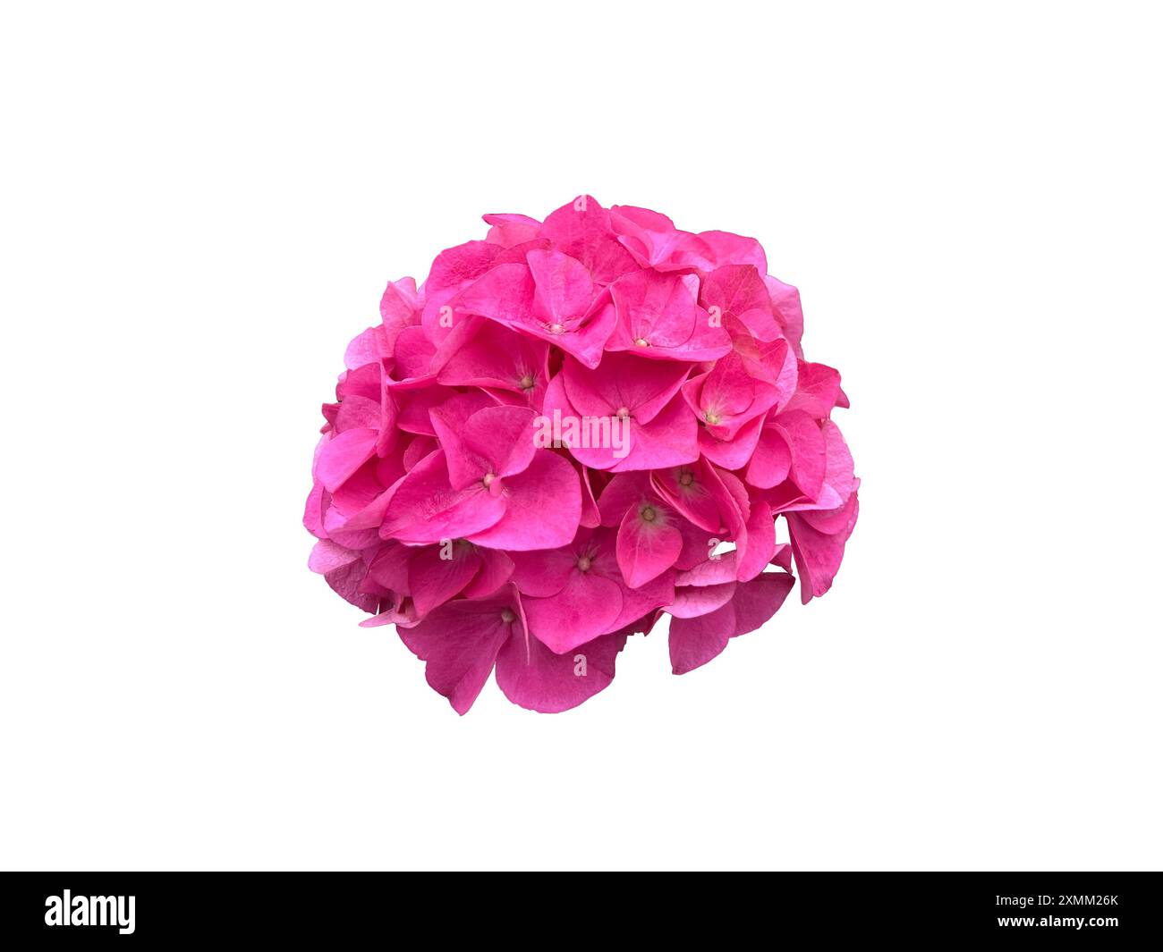 Macro d'une tête de fleur d'hortensia macrophylla rose, isolée sur blanc, arbuste facile d'entretien et bonne floraison estivale. Banque D'Images