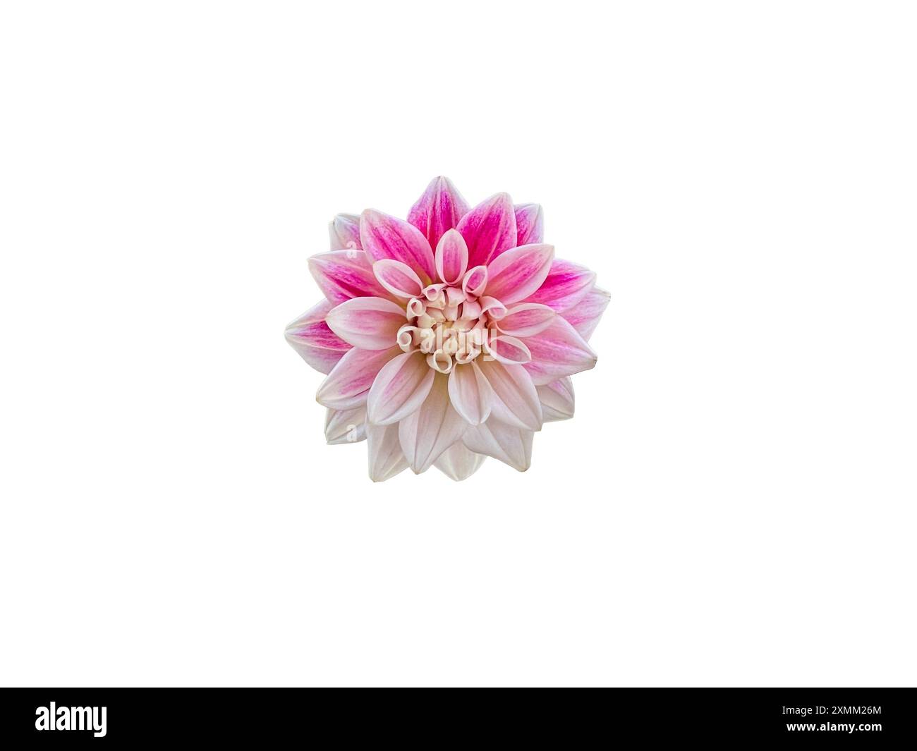 Macro isolée d'un petit dahlia rose et blanc, un excellent choix pour une fleur coupante. Banque D'Images