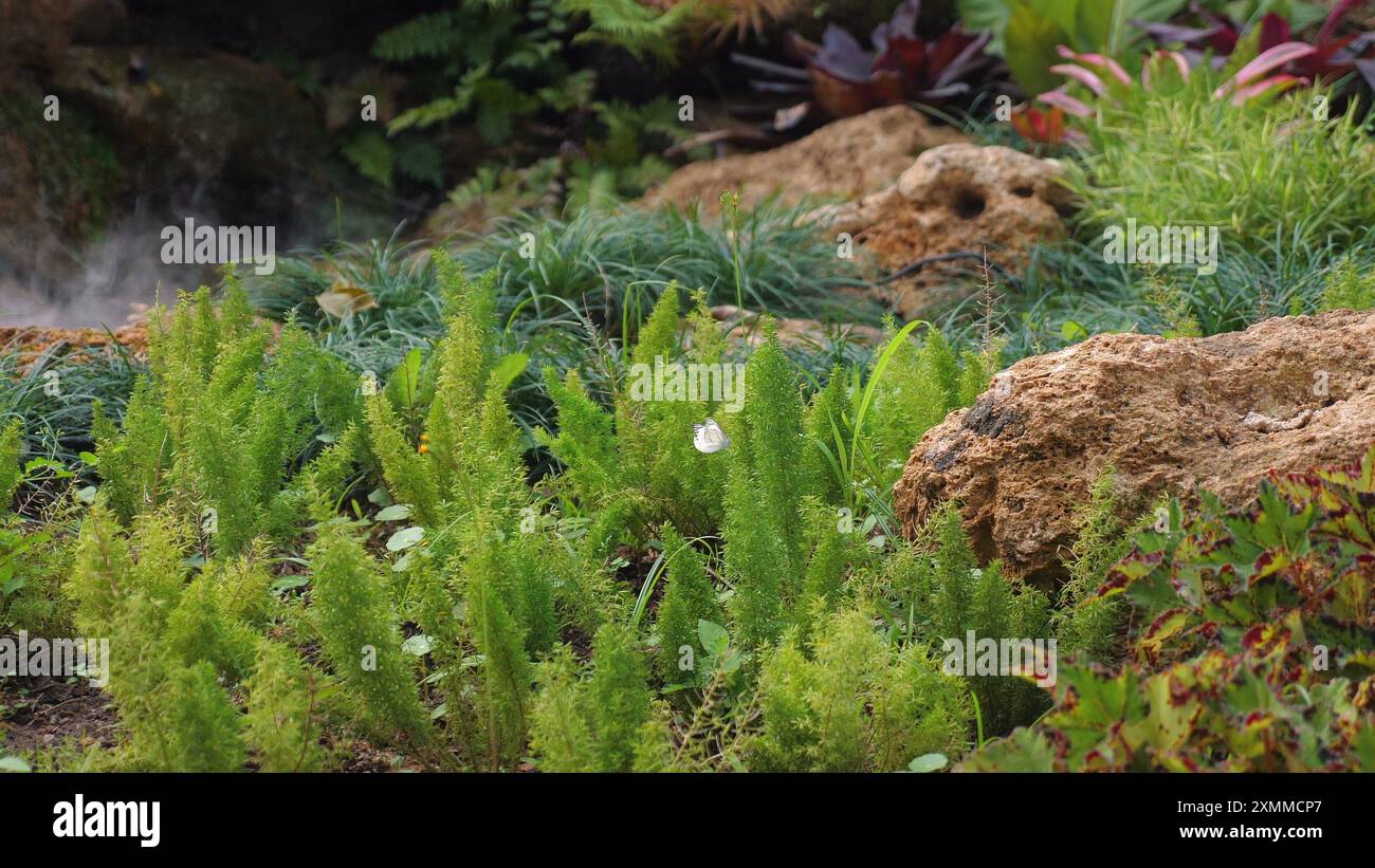 Plantes vertes luxuriantes et rochers dans un jardin serein, mettant en valeur la nature Banque D'Images