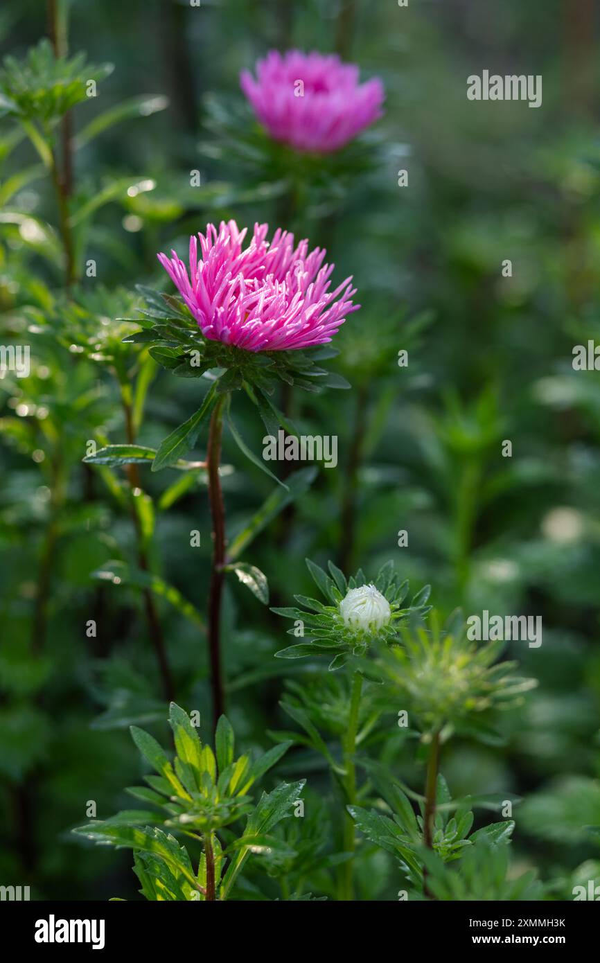 Gros plan des têtes d'asters poussant dans le jardin. Faible profondeur de champ. Banque D'Images