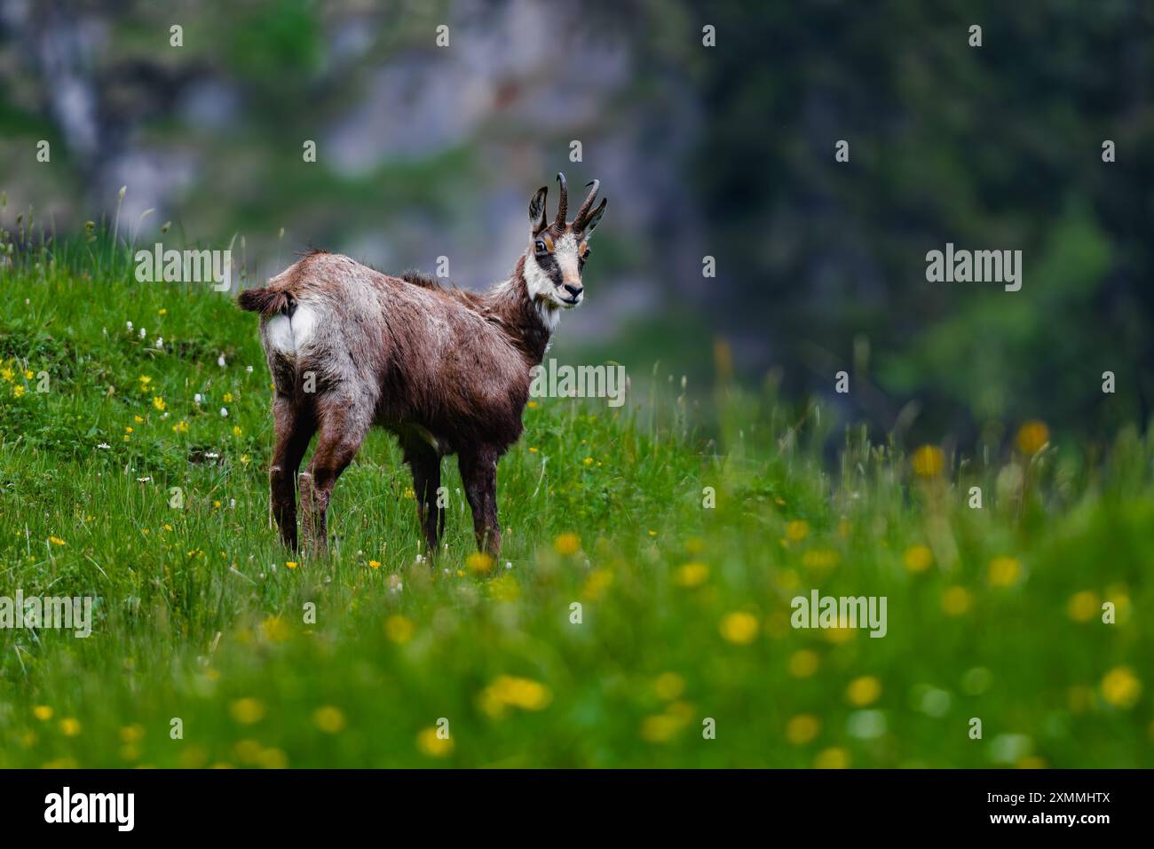 Chamois alpin 🐐 Banque D'Images