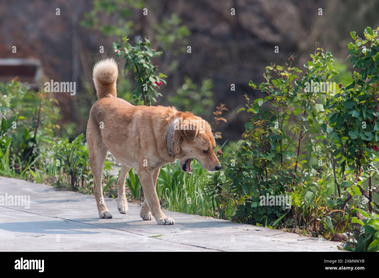 Un chien bâillant marchant dans un jardin à Uttarakhand, en Inde par une chaude journée ensoleillée Banque D'Images