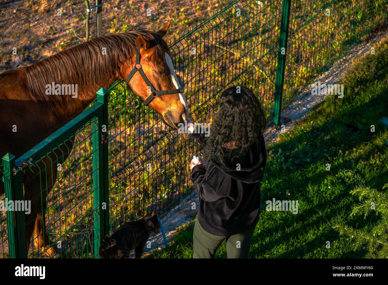 Une photo réconfortante capturant une femme nourrissant un cheval, mettant en valeur le lien doux et l'affection qui les unissent dans un cadre de campagne sereine. Banque D'Images