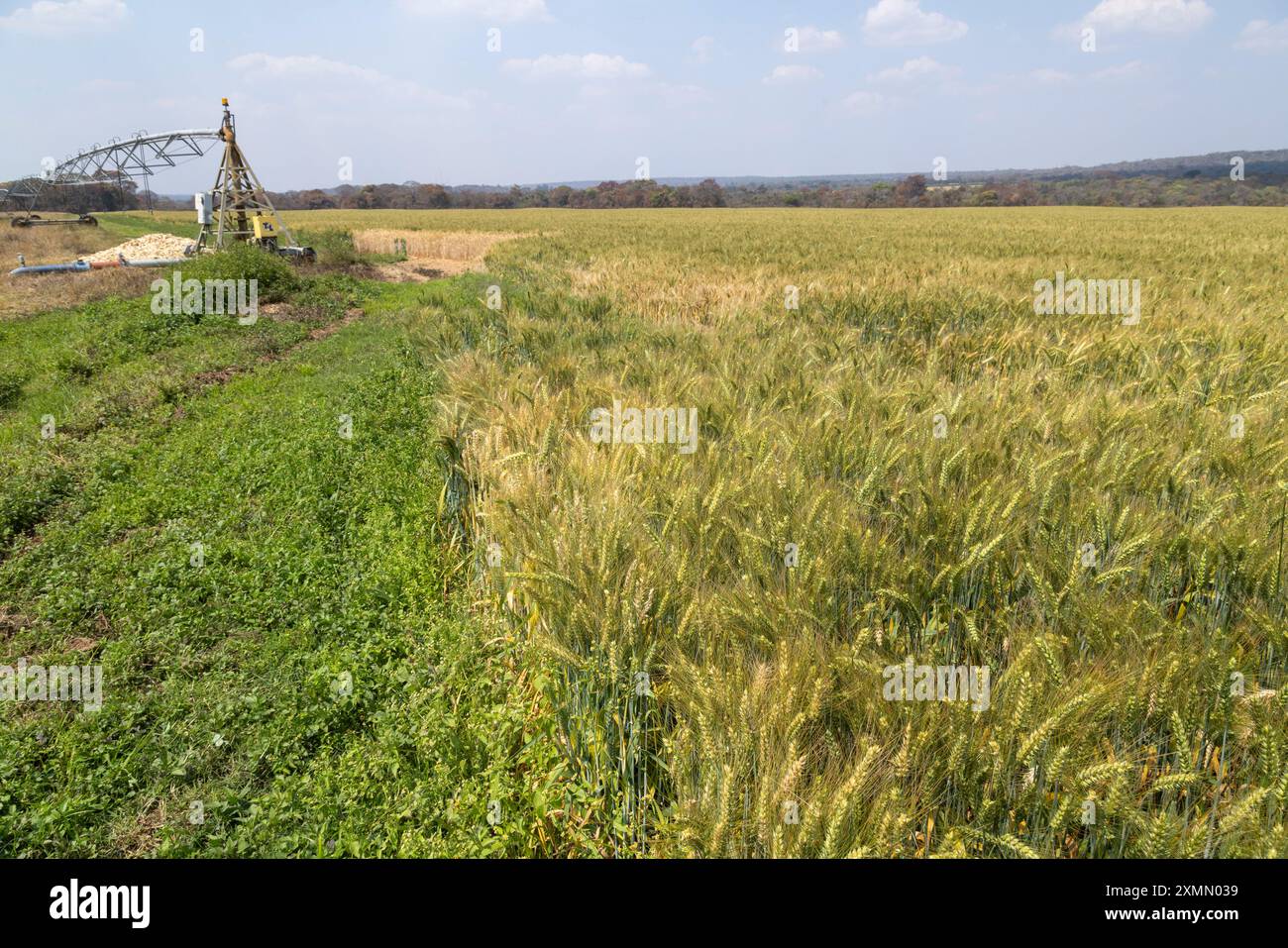 Blé cultivé sous irrigation à pivot central dans le centre de la Zambie près de Mkushi Banque D'Images