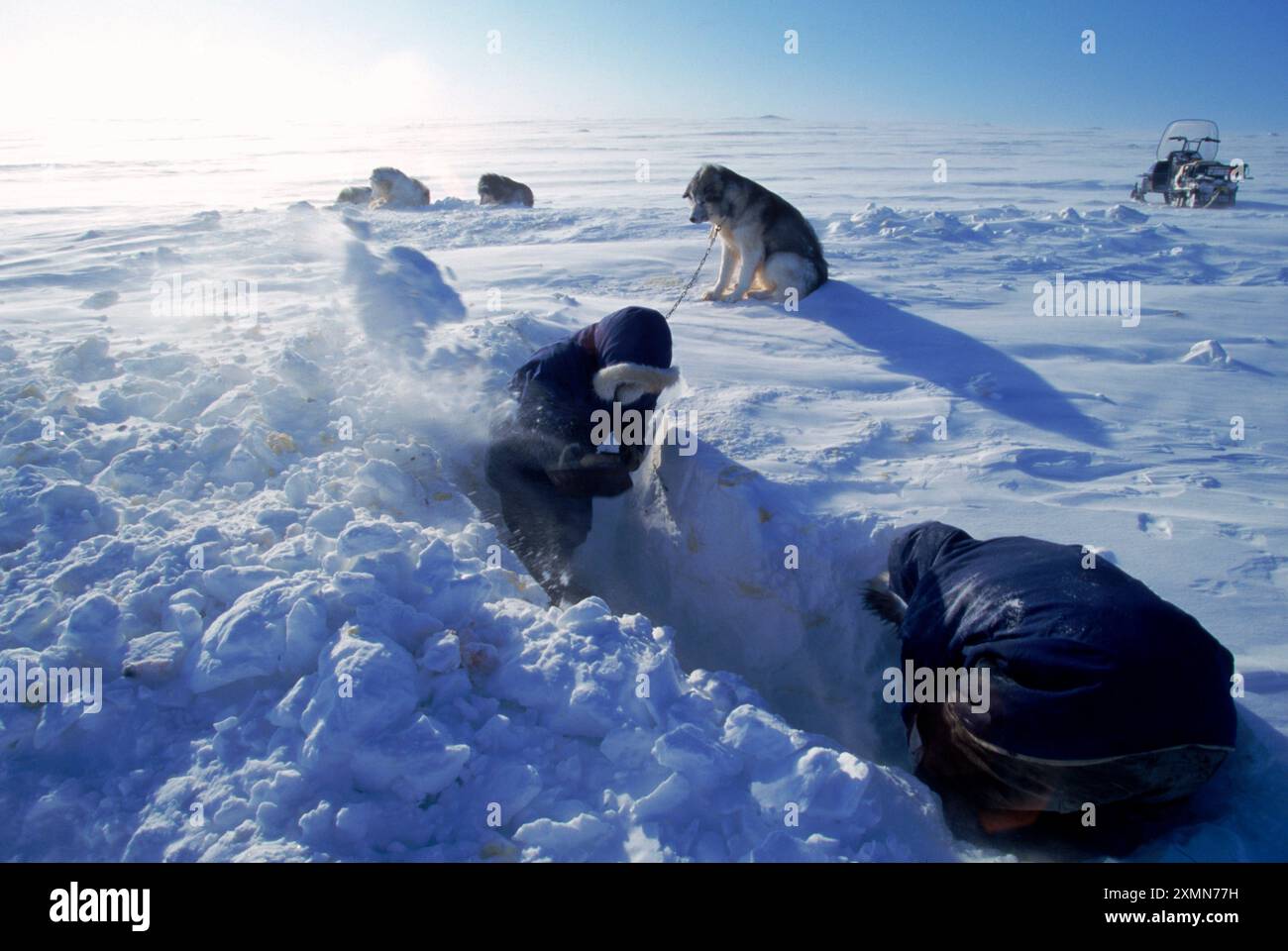 L'homme creuse l'équipe de traîneau à chiens, Iglooik, Nunavut, Canada Banque D'Images