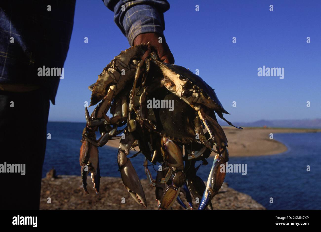 Des crabes à la main, Punta Chueca. Banque D'Images