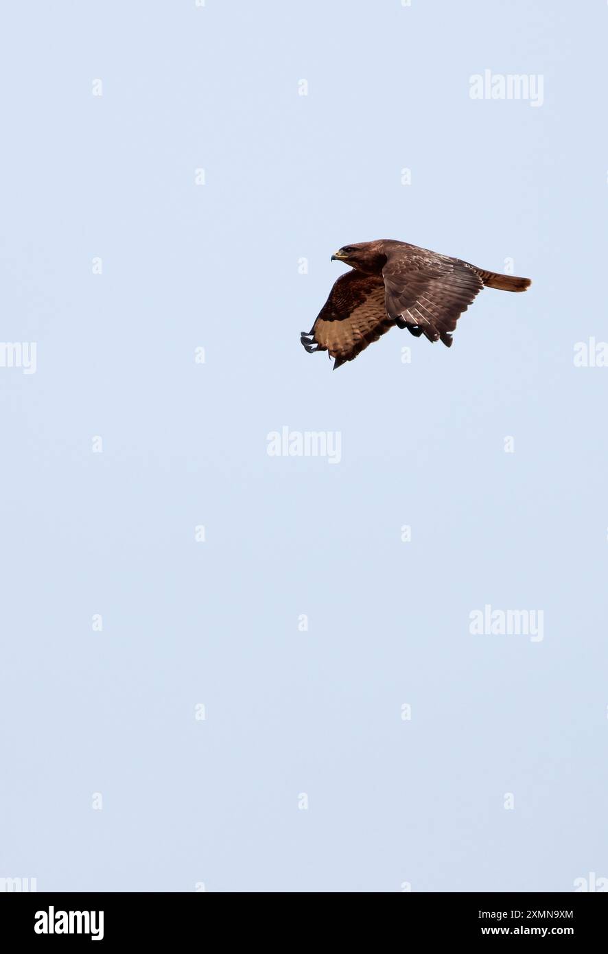 Buzzard Buteo buteo, rapace en vol avec de grandes ailes larges arrondies courte queue en éventail crochet bec pattes jaunes et talons pointus marron et plumage gris Banque D'Images