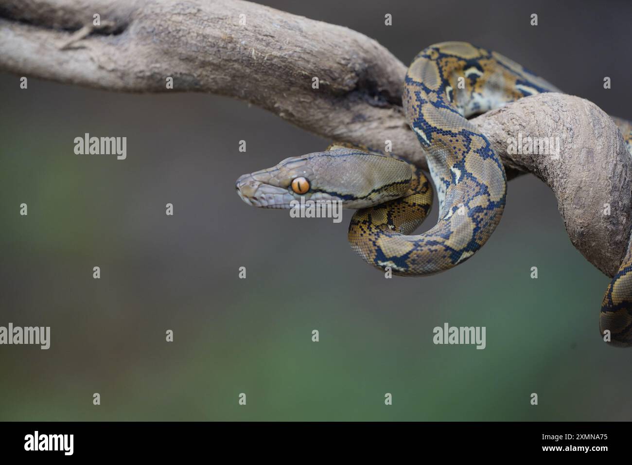 python sur le tronc ( python reticulatus ) Banque D'Images