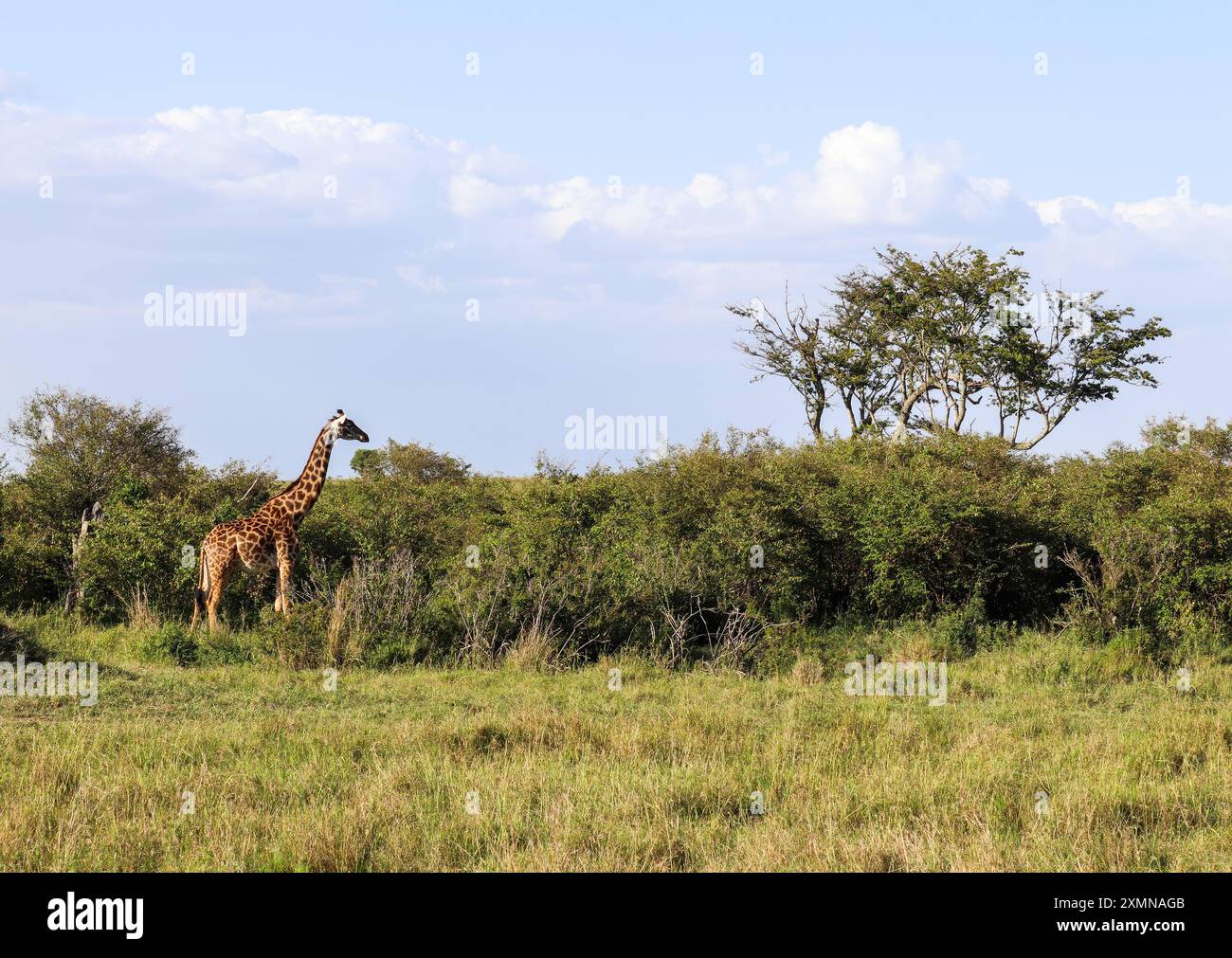 Belle girafe dans la nature sauvage de l'Afrique. Banque D'Images