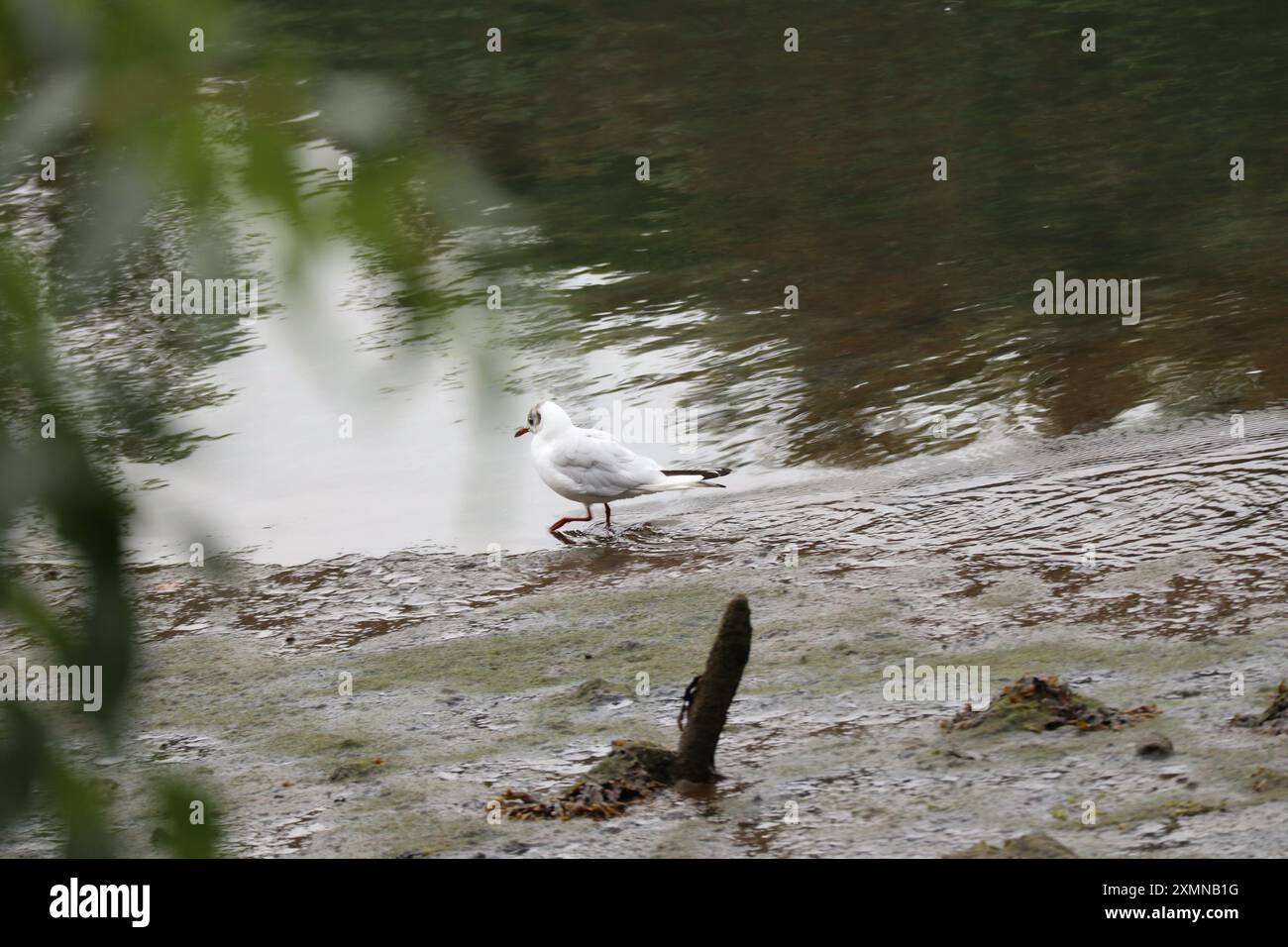 Mouette à tête noire marchant près de la rivière Banque D'Images