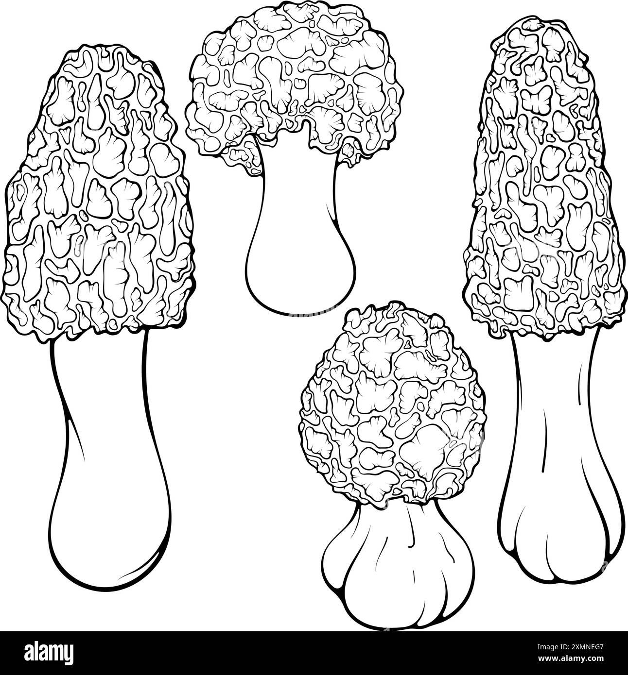 Ensemble champignons morilles art au trait Illustration de Vecteur