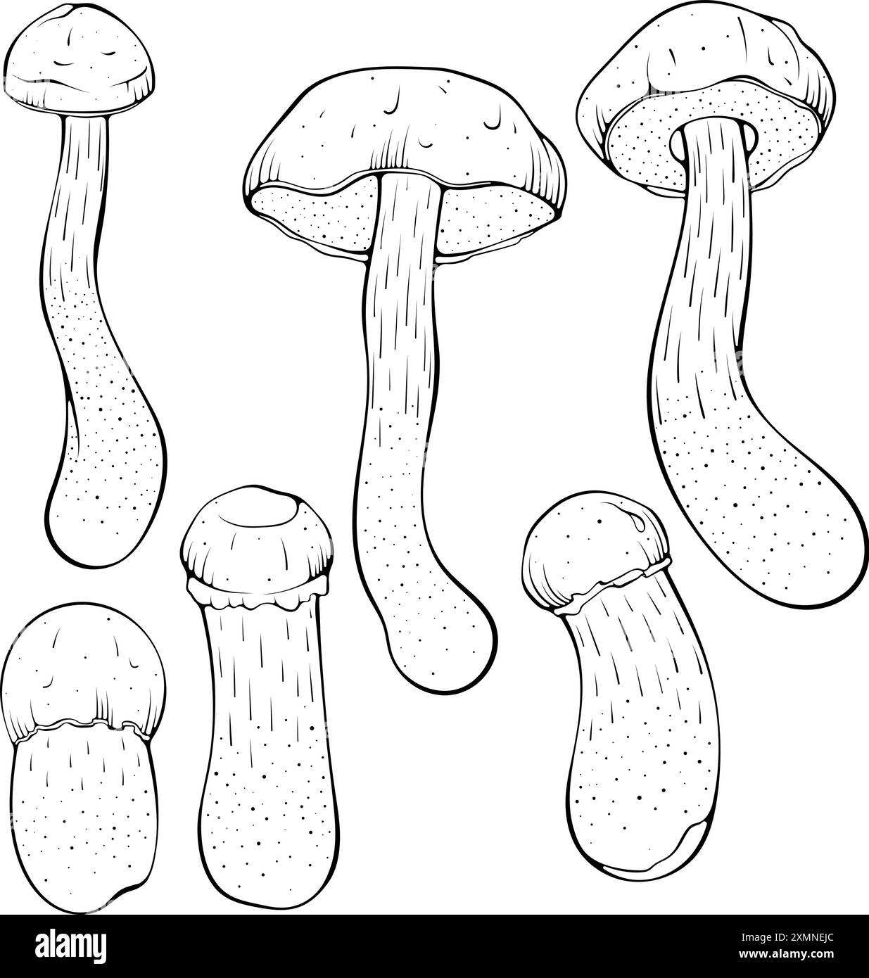 Casquette brune ensemble de champignons boletus art au trait Illustration de Vecteur